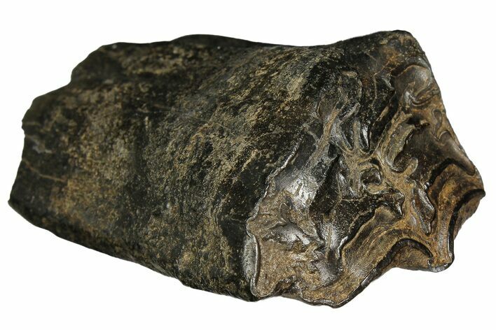Pleistocene Aged Fossil Horse Tooth - South Carolina #178838